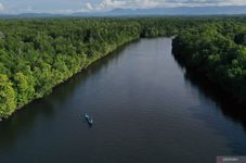 Indonesia's Southeast Sulawesi to Rehabilitate 25 Hectares of Mangrove Forests