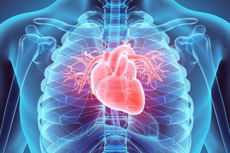 Ilustrasi jantung. Tanda-tanda peringatan gagal jantung sering kali tidak kentara, tapi berbahaya jika diabaikan. Tanda peringatannya mengacu pada FACES. 