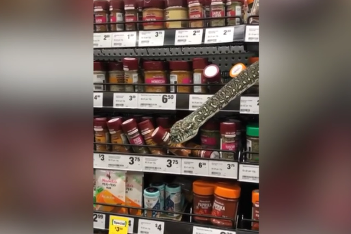 Ular piton yang muncul dari balik rak bumbu di sebuah supermarket di Australia. 