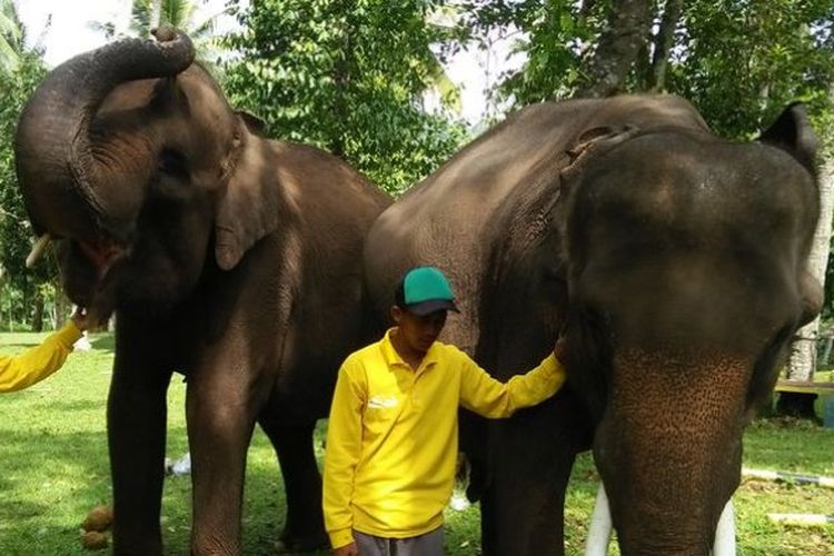 Pelatihan survei populasi gajah dilakukan di Pusat Konservasi Lembah Hijau Kota Bandarlampung.