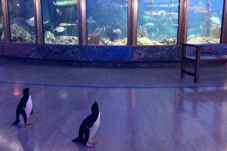 Penguin berkunjung ke Shedd Aquarium melihat ikan