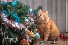 3 Penyebab Kucing Merusak Pohon Natal