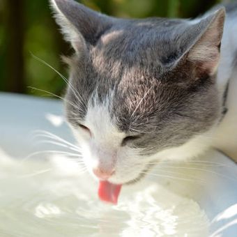 Ilustrasi penyebab dehidrasi pada kucing.