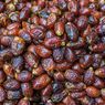 7 Negara Penghasil Kurma Terbesar di Dunia, Siswa Sudah Tahu?