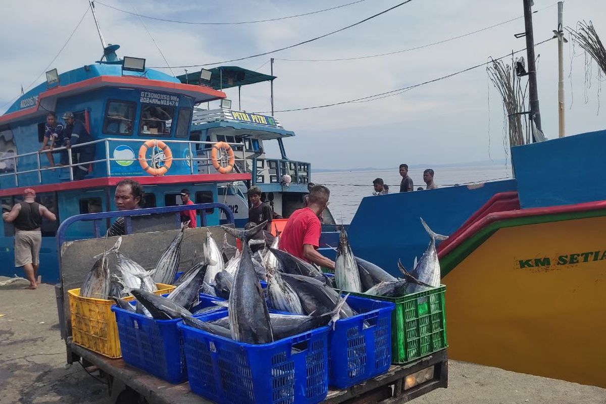 Jumlah Tangkapan Ikan Melimpah, Nelayan di Ternate Keluhkan Minimnya Cold Storage