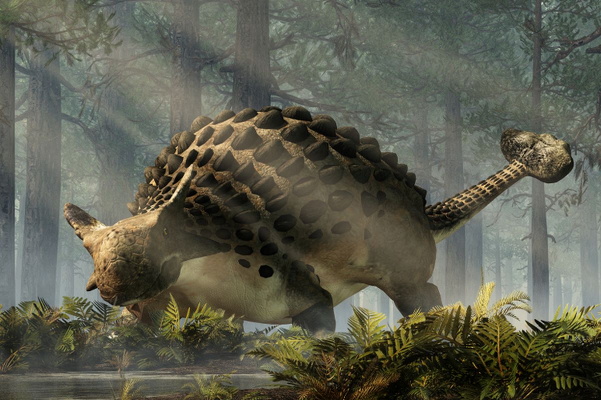 Ilustrasi dinosaurus ankylosaurus. Ankylosaurus memiliki ekor yang mirip palu. Dinosaurus herbivora ini menggunakan ekornya untuk bertarung.