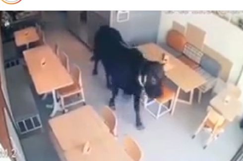 Video Viral, Sapi Kurban Nyasar Masuk Kafe di Semarang