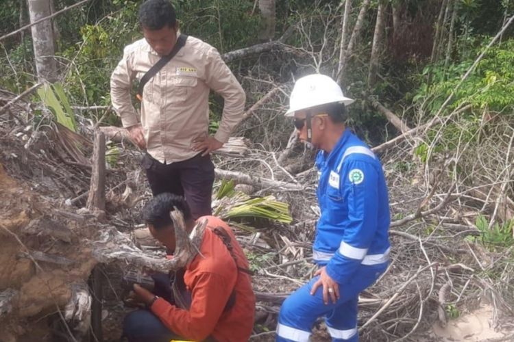 Jejak Harimau Sumatera di Areal Pertamina Hulu Rokan di Riau