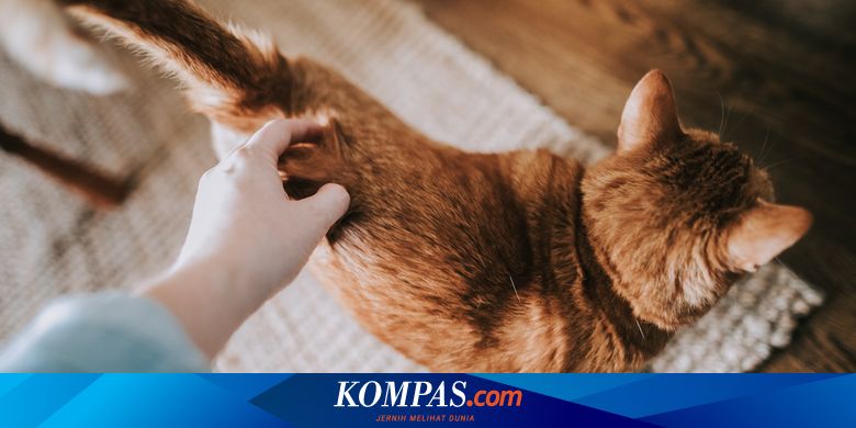 5 Arti dari Gerakan Ekor Kucing yang Perlu Diketahui