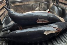 Nelayan Pemburu Lumba-lumba Ditangkap, Polisi Temukan 9 Bangkai 