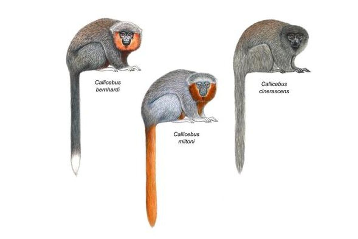 Perbandingan penampakan monyet-monyet genus Callicebus.