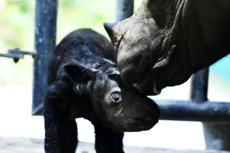 Bayi badak sumatera yang lahir dari induk Delilah di SRS TNWK, Sabtu (25/11/2023).