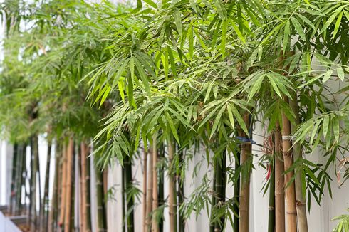 Bikin Teduh, Ini 6 Jenis Tanaman Bambu yang Dapat Ditanam di Rumah