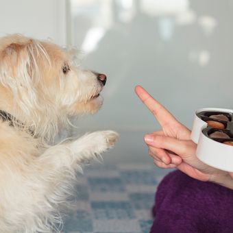 Ilustrasi anjing dilarang makan cokelat.