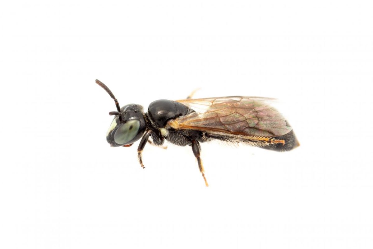 Lebah langka Australia, Pharohylaeus lactiferus ditemukan lagi setelah selama satu abad dikira punah. 