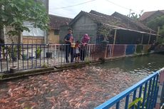 Di Yogyakarta, Saluran Irigasi Penuh Sampah Diubah Jadi Habitat Ikan, Hasilkan Rp 48 Juta Per Panen