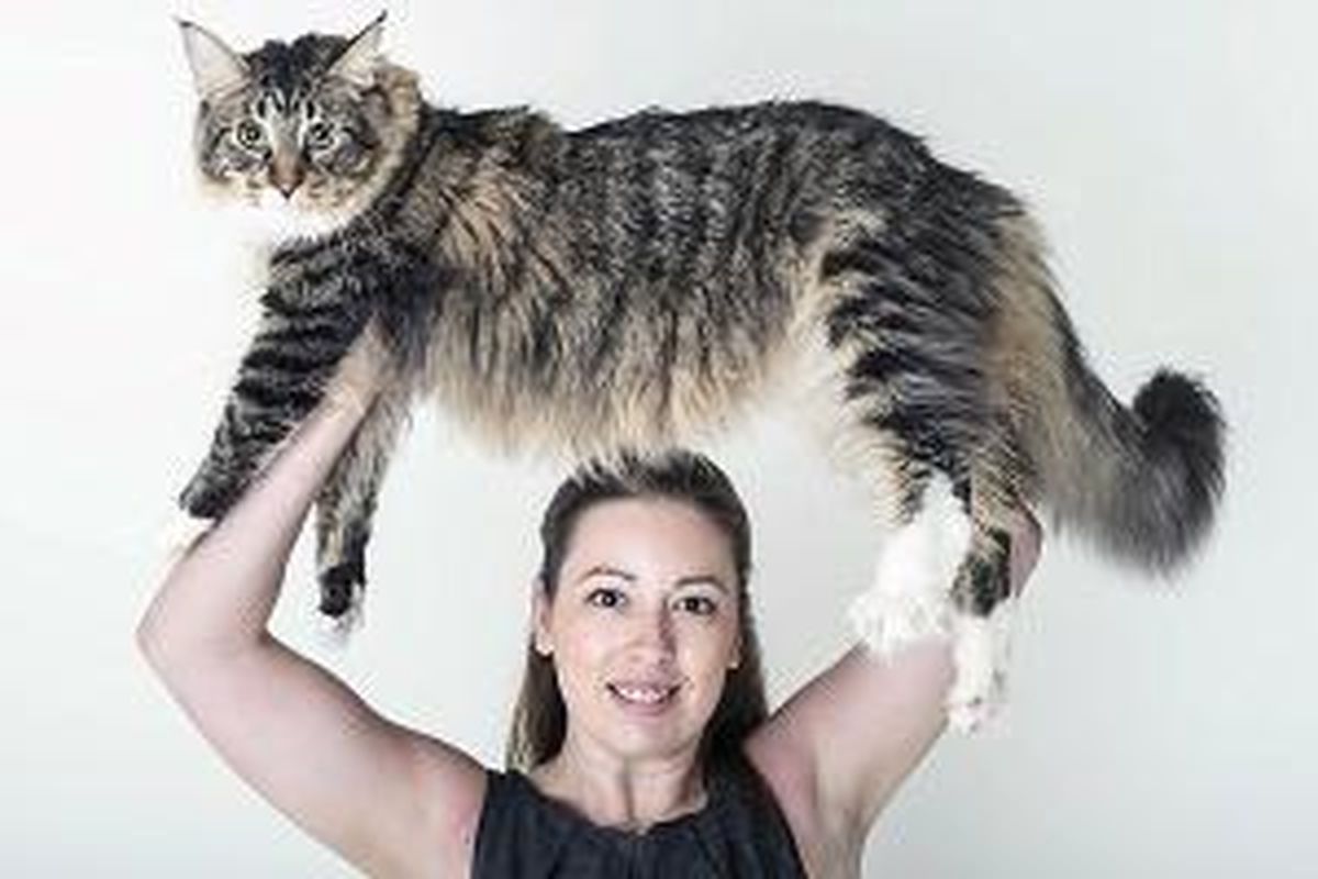 Kucing bernama Ludo diprediksi akan menjadi kucing terbesar 