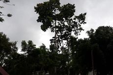 Pohon Tinggi di Museum Taman Prasasti Dianggap Membahayakan