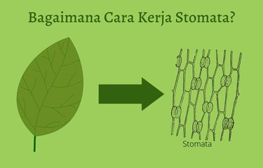 Ilustrasi cara kerja stomata