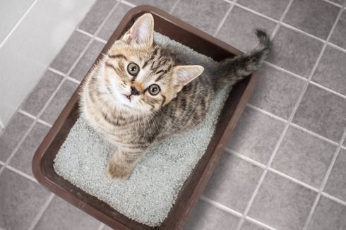 5 Tips Sederhana Memilih Pasir Kucing untuk Kotak Kotorannya