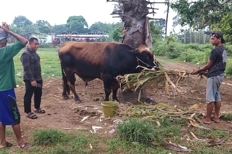 Sapi kurban jenis simental di Kabupaten Gowa, Sulawesi Selatan terpilih sebagai hewan kurban milik presiden. Kamis, (22/5/2025).