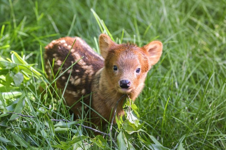 Gemas! Bayi Rusa Terkecil di Dunia Dinobatkan sebagai Bayi Satwa Terbaik