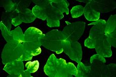 Unik, Tanaman Bercahaya Ini dari Rekayasa Gen Jamur Bioluminescence