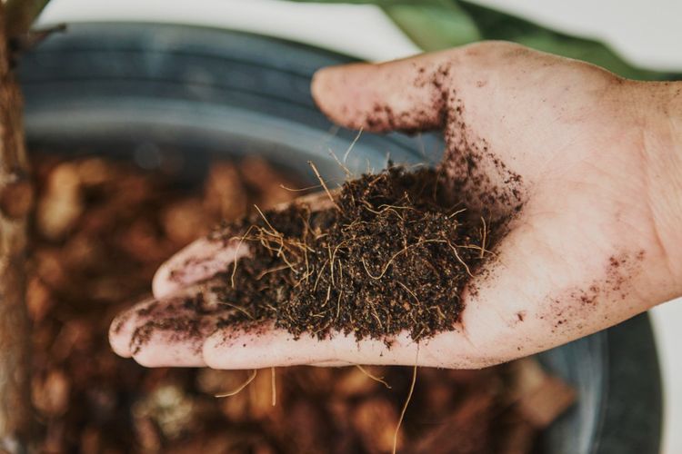 ilustrasi media tanam