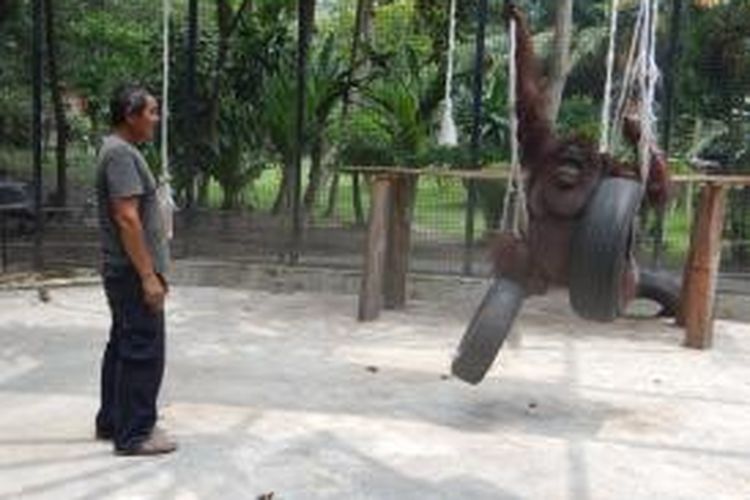 Tessi, orang utan kiriman KBS saat bermain-main di dalam kandang di taman satwa Mirah Fantasi Banyuwangi Rabu (05/02/2014)