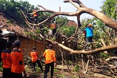 6 Rumah di Ngawi Rusak Tertimpa Pohon Saat Hujan Deras Disertai Angin