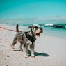 7 Tips Mengajak Anjing Peliharaan Berjalan-jalan ke Pantai