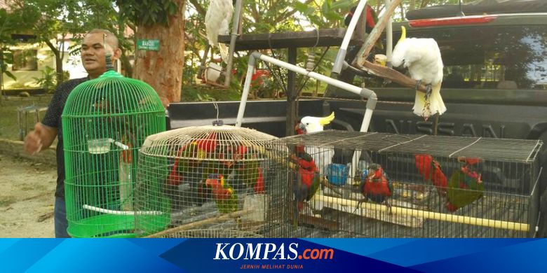 Tawarkan Burung Langka Di Facebook Warga Gorontalo Ditangkap