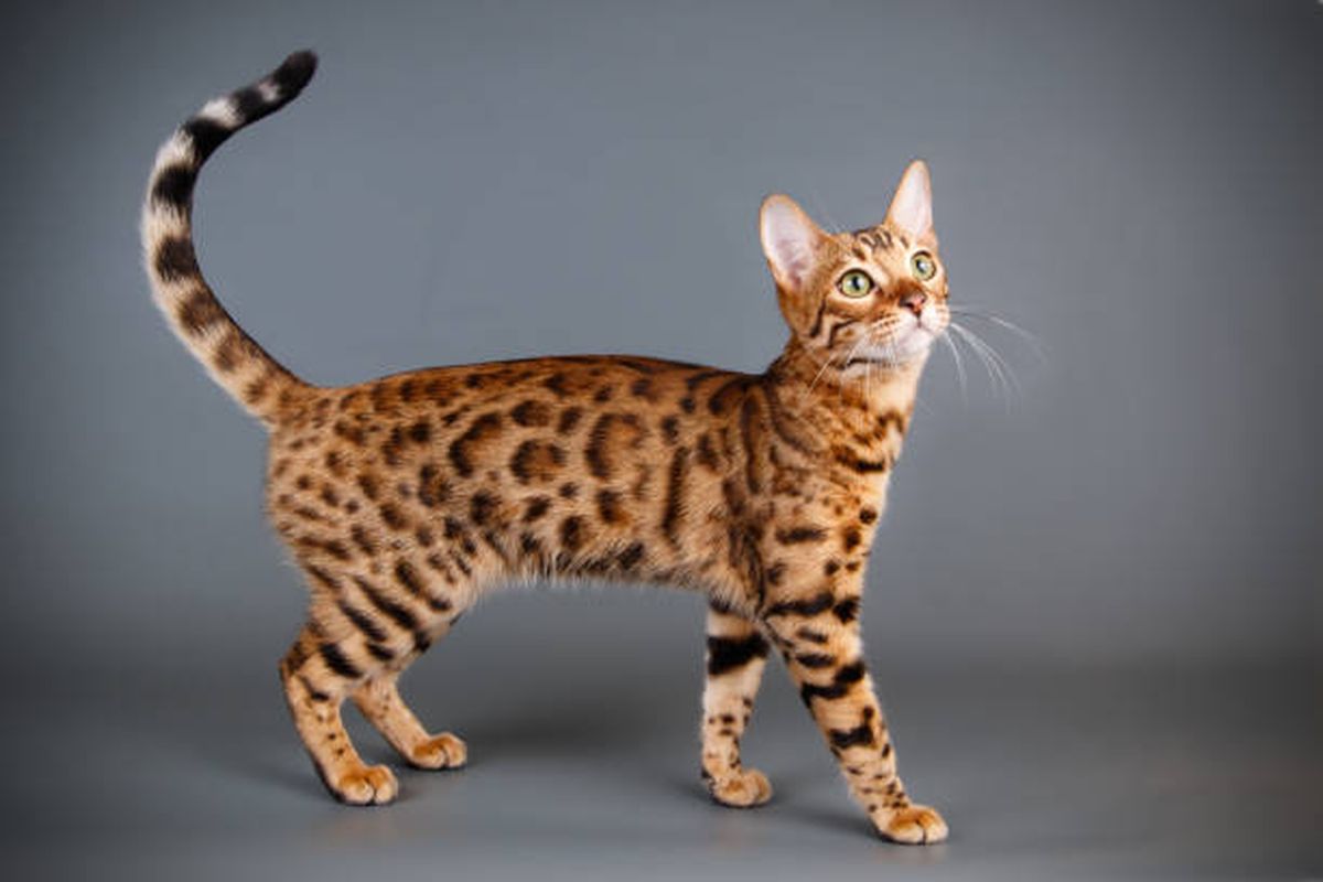 Ilustrasi kucing bengal.