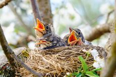 7 Hal tentang Bayi Burung yang Perlu Diketahui Sebelum Memeliharanya