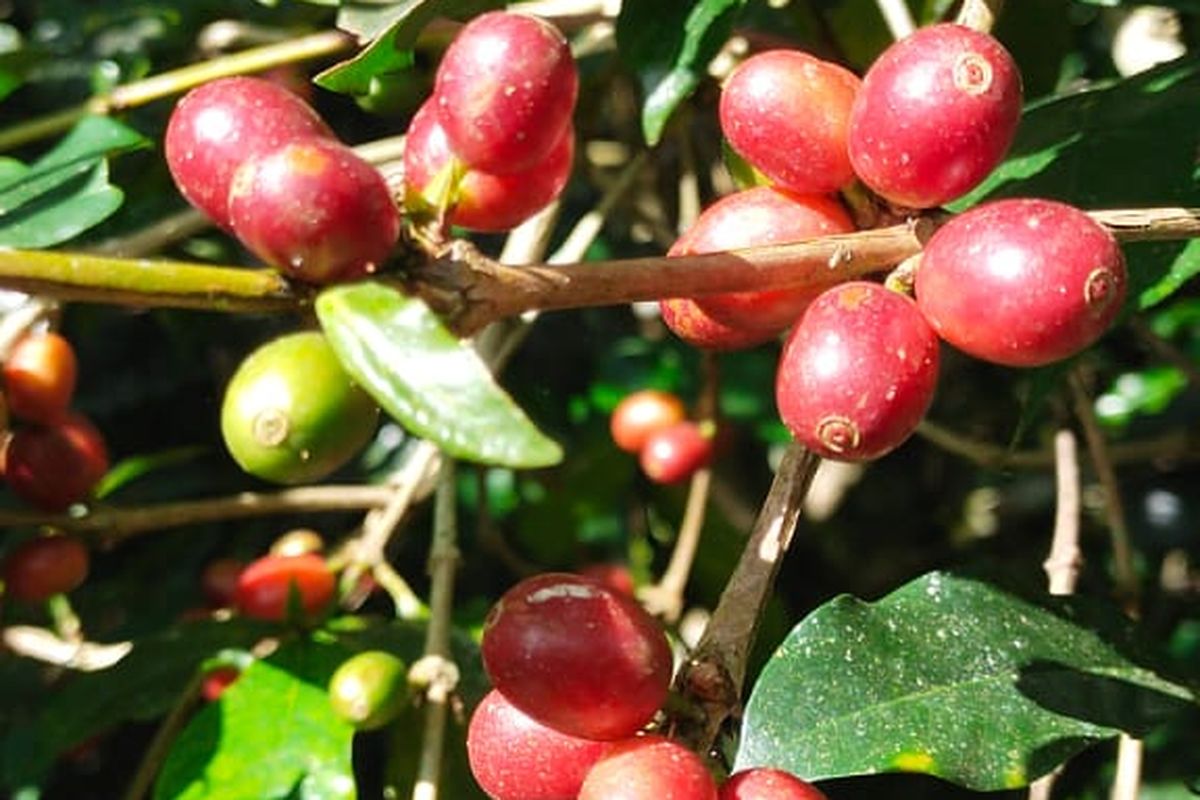Kopi Robusta Manggarai Timur, Flores, NTT, Kamis, (6/10/2022)