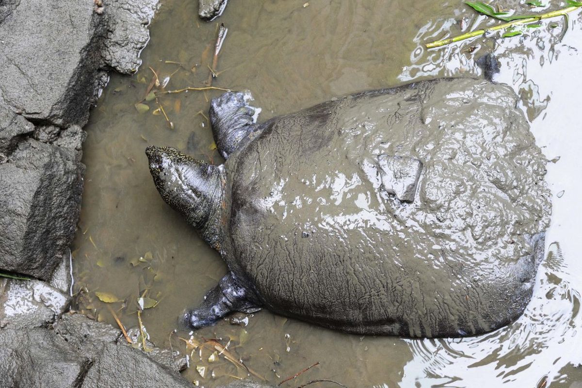 Foto ini diambil pada 6 Mei 2015, menunjukkan kura-kura softshell raksasa Yangtze betina di Kebun Binatang Suzhou di Suzhou, provinsi Jiangsu, China timur. Penyu terbesar di dunia berada di ambang kepunahan setelah spesimen betina mati pada 13 April 2019 di kebun binatang Suzhou, hanya menyisakan tiga anggota spesies yang diketahui.