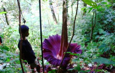 Flora endemik yang dapat ditemui di daerah papua adalah