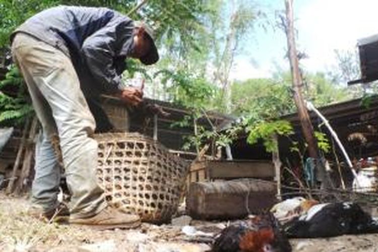 Ribuan ayam bukan ras (buras) di desa Jimbaran,   Kecamatan Bandungan, Kabuaten Semarang dalam sepekan terakhir   mati secara mendadak dan misterius