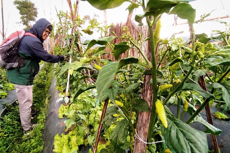 Pertanian cabai di Kecamatan Lembang, Kabupaten Bandung Barat.