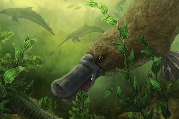 Fosil Platipus Berusia 25 Juta Tahun Ditemukan, Punya Gigi Tajam Buat Makan Kerang