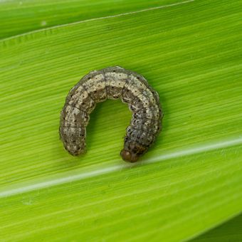 Ilustrasi ulat pemotong batang atau cutworm. 