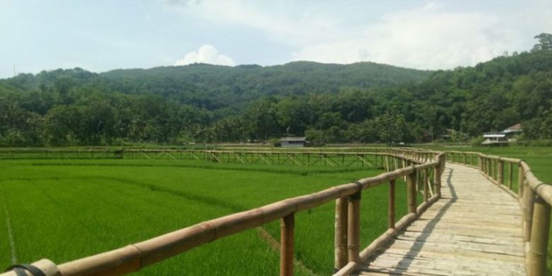 Wisata sawah Sukorame di Mangunan, Dlingo, Bantul, DI Yogyakarta.