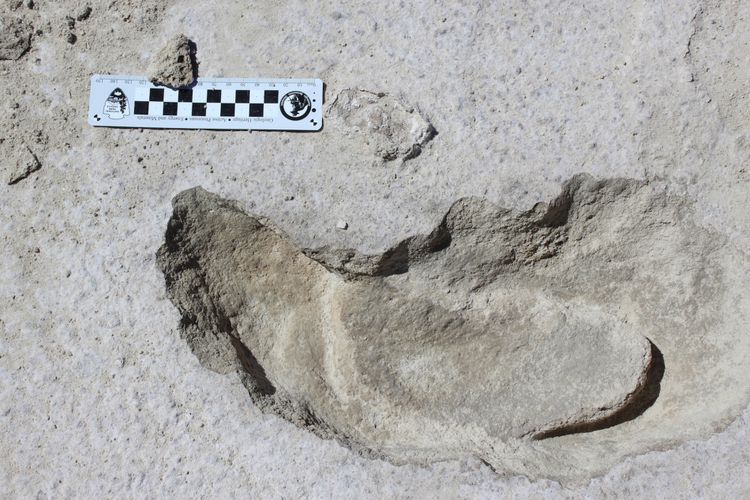 jejak kaki kungkang raksasa yang ditemukan di New Mexico
