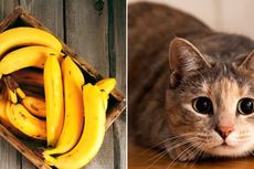 [POPULER TRAVEL] Cara Simpan Pisang | Kondisi Kafe Kucing