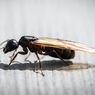 Penyebab Semut Terbang Muncul di Rumah dan Cara Membasminya
