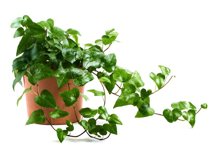 Ilustrasi tanaman hias ivy, daun ivy, english ivy.