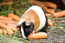 Ini Jenis Makanan untuk Guinea Pig Peliharaan