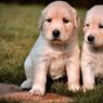 Pertimbangkan 4 Hal Ini Sebelum Mengadopsi Anjing