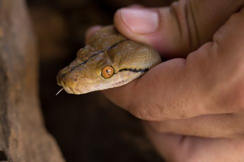 Cerita Warga di Gowa Tangkap Ular Piton 7 Meter yang Mangsa Sapi, Videonya Viral