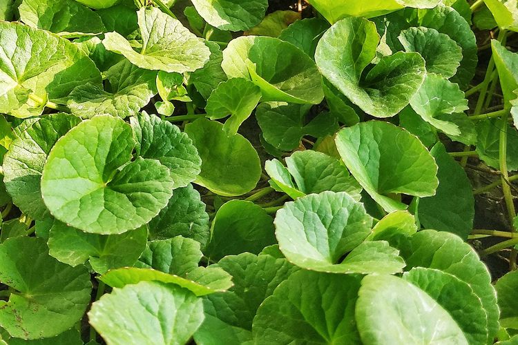 Ilustrasi tanaman pegagan (Centella asiatica).